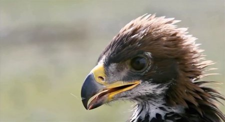 Охотница с орлом (2016)